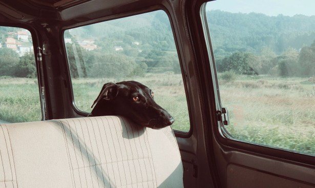 perro triste en coche2