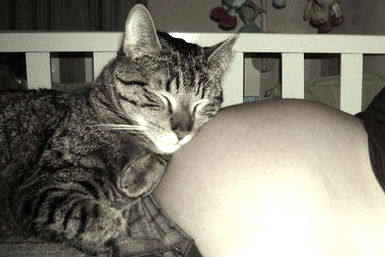 gato en barriga de embarazada b y n