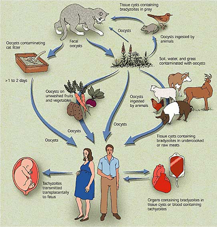 Life Cycle of Toxoplasma (Fuente: Marcia Hartsock)