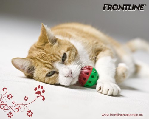 gato frontline