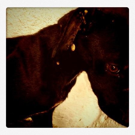 perro con garrapatas