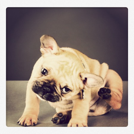 perro rascándose (www.advantix.com)