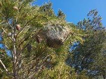 procesionaria del pino