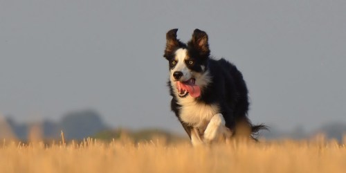 border-collie corriendo