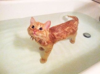 gato en bañera